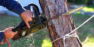 Best Tree Maintenance Programs  in Knightstown, IN