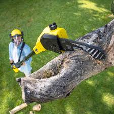 Reliable Knightstown, IN Tree Removal Solutions