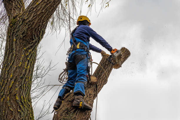 Best Tree Trimming and Pruning  in Knightstown, IN