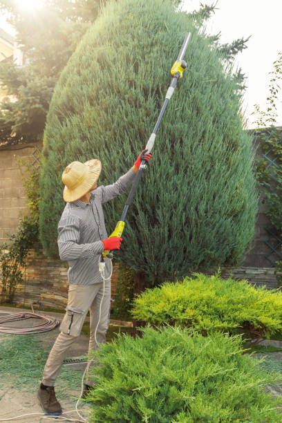 Best Hedge Trimming  in Knightstown, IN