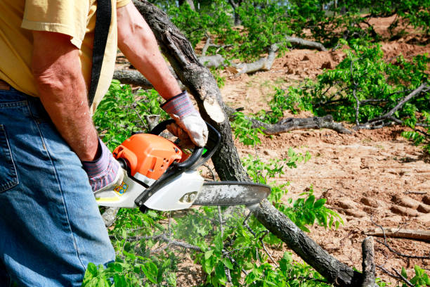 Best Stump Grinding and Removal  in Knightstown, IN